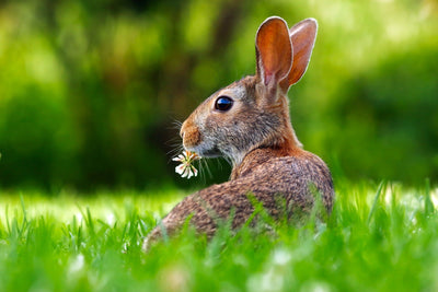 Bleeding for Beauty: The Traumatic Truth Behind Animal Testing